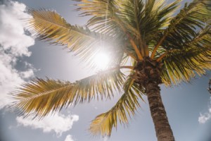 Sun coming through palm tree leaves. 