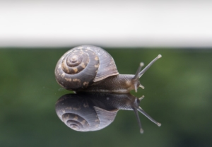Snail with reflection.