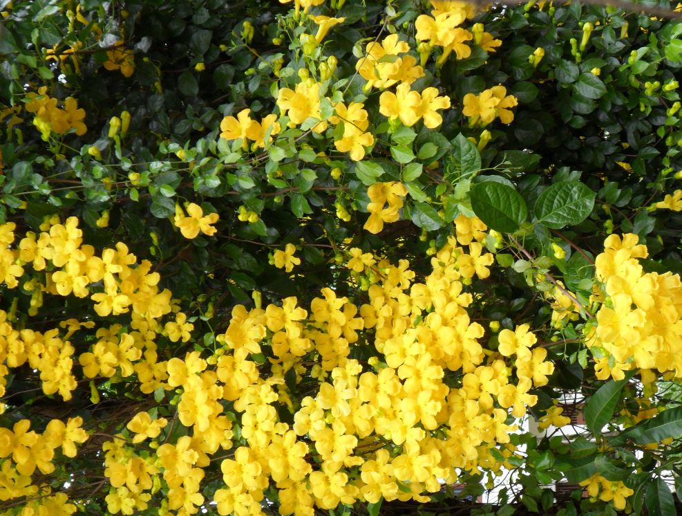 Cat's Claw Benefits For Health & More! Maple Holistics Real