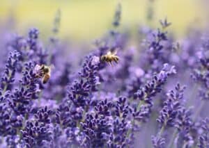 Bees buzzing over lavender flowers