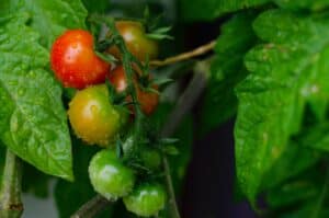 Summer tomatoes